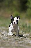 BOULEDOGUE FRANCAIS 437